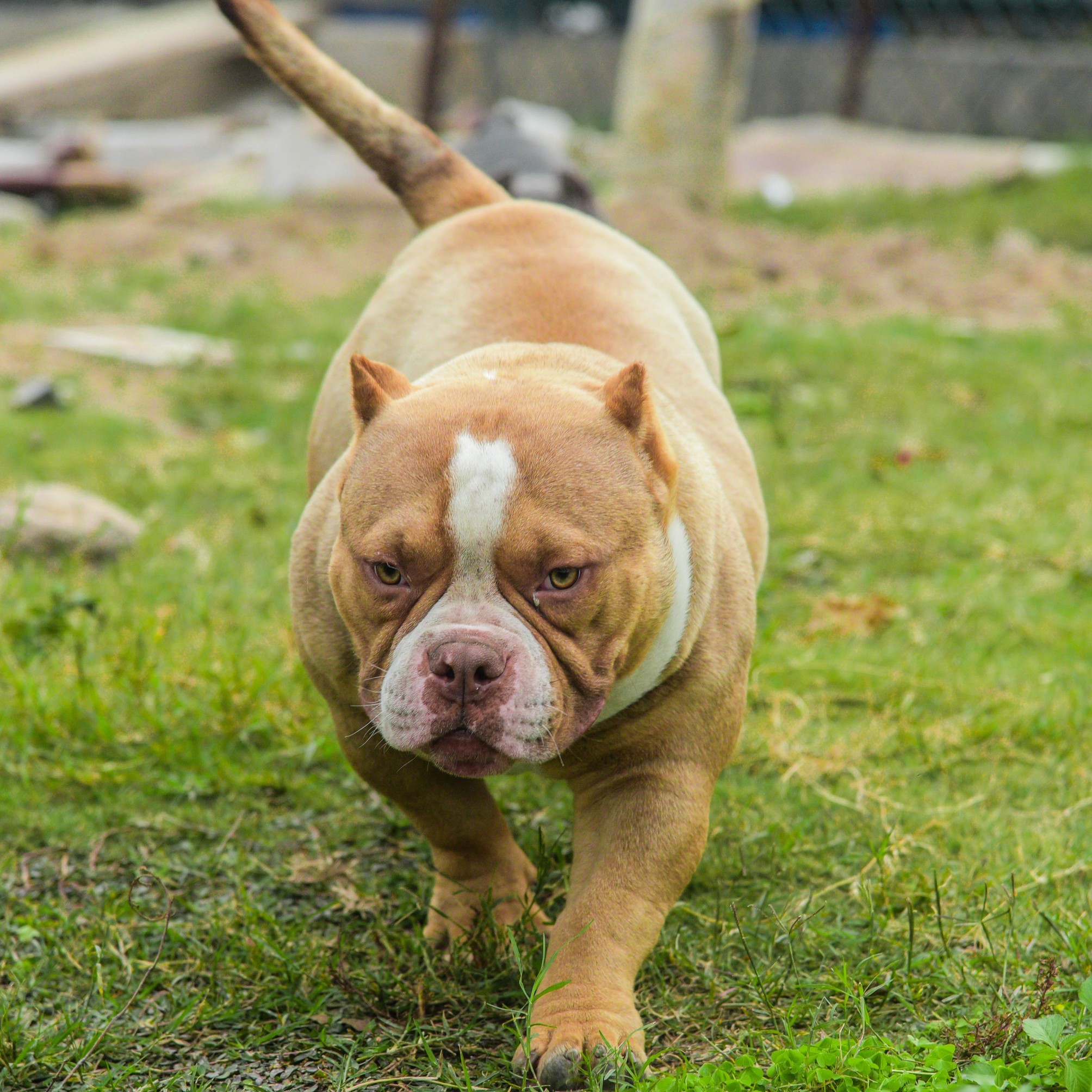 恶霸犬 - 猛犬俱乐部-中国具有影响力的猛犬网
