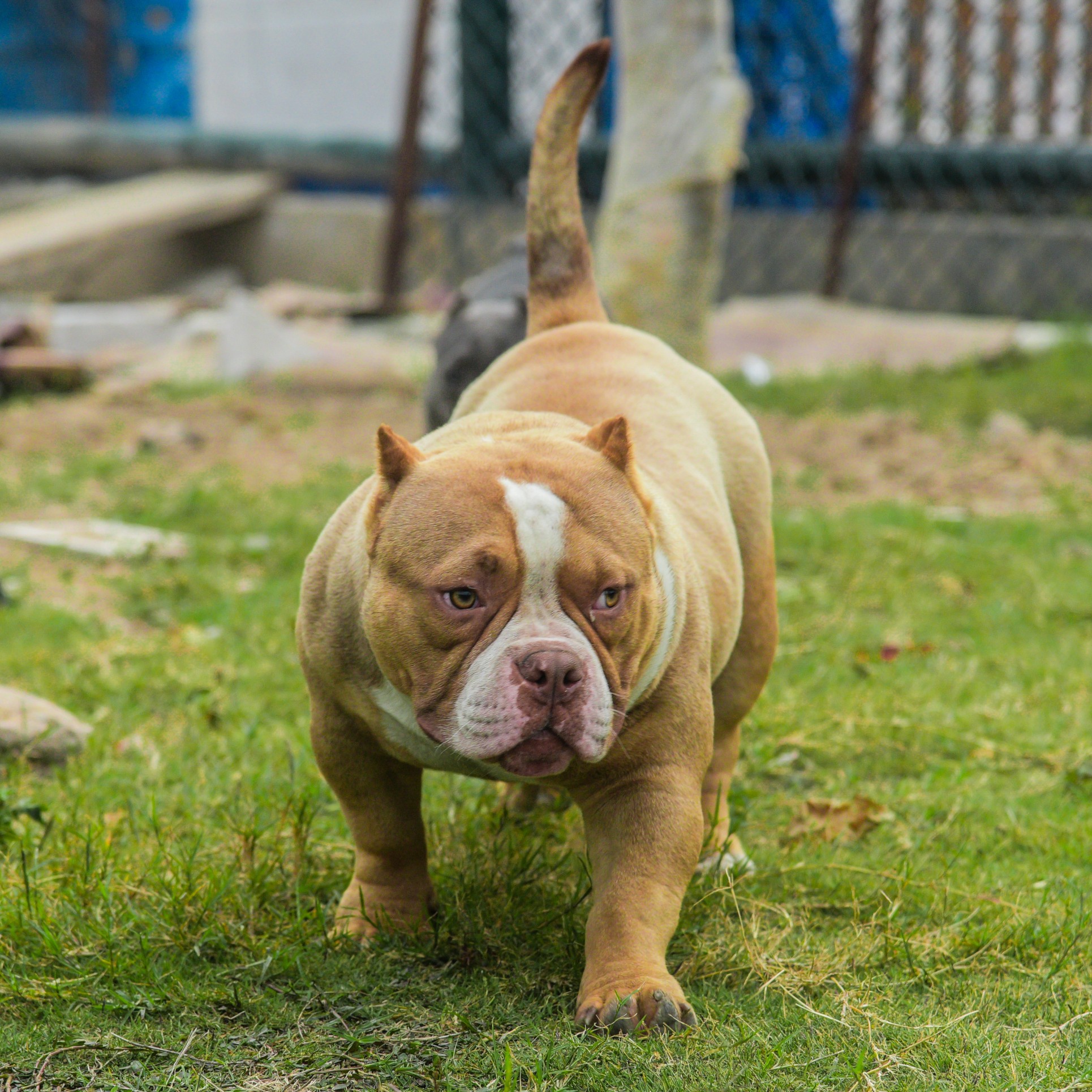 恶霸犬 - 猛犬俱乐部-中国具有影响力的猛犬网