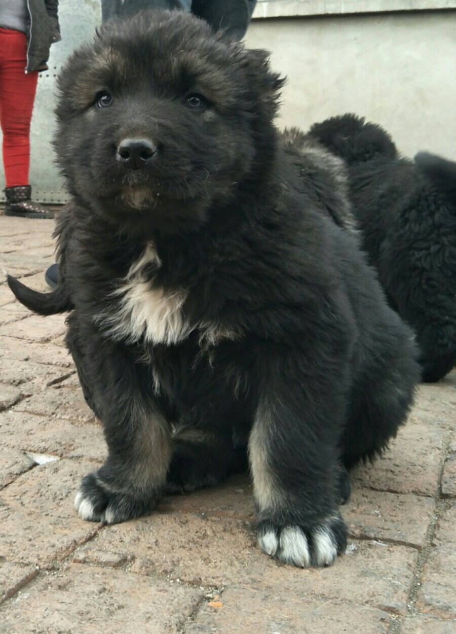 两个月的高加索幼犬喜欢的联系
