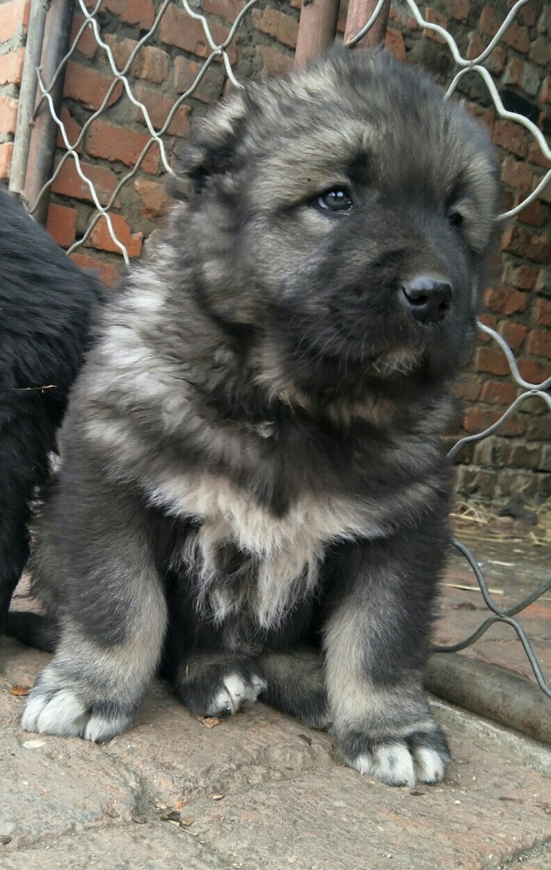 两个月的高加索幼犬喜欢的联系
