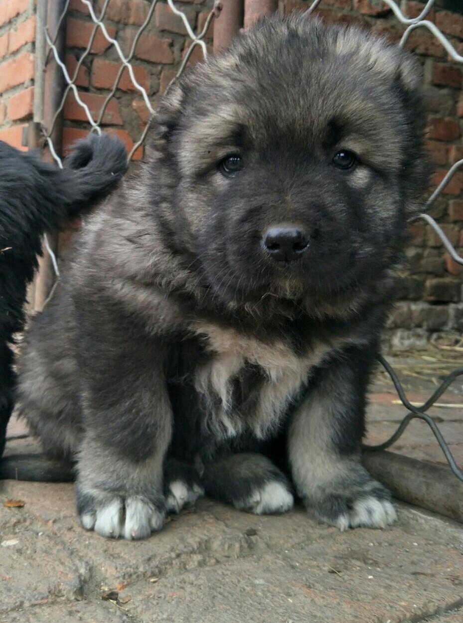 两个月的高加索幼犬喜欢的联系