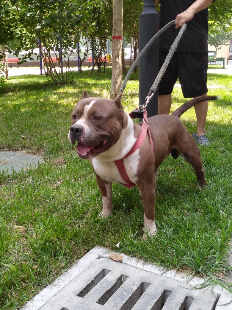 低价出售自家大公