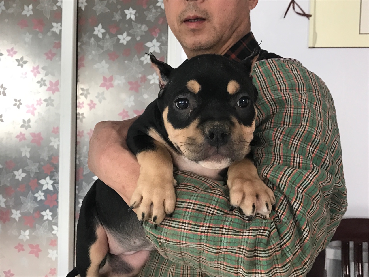 高品质铁包金恶霸小公出售