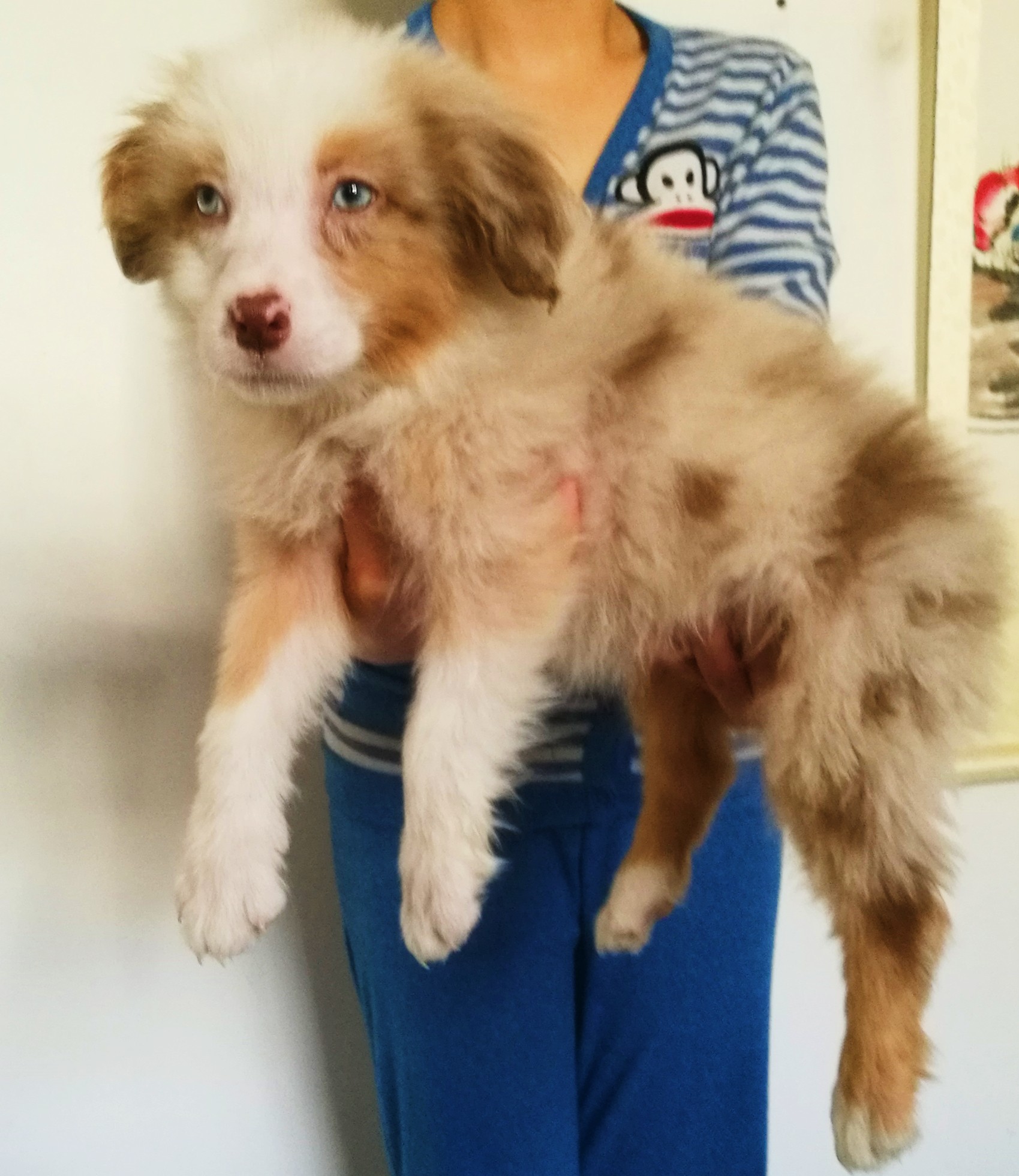 纯种澳洲牧羊犬幼犬dd mm品相气质佳 毛量骨量好