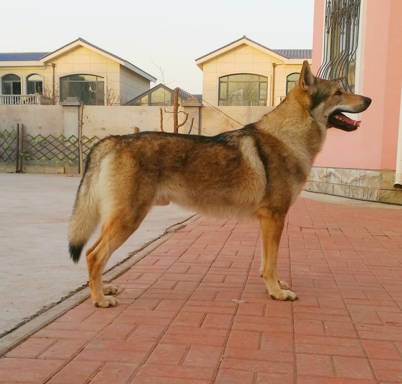 纯种捷克狼犬捷克共和国引进的几只种犬