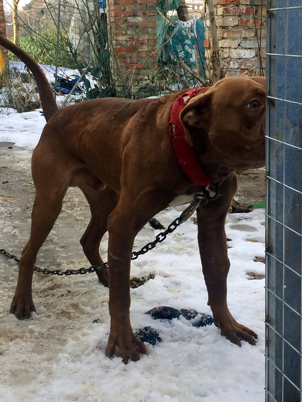 巨比小虎 - 比特犬交易 - 猛犬俱乐部-中国具有影响力的猛犬网站