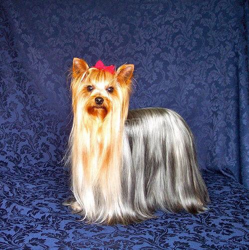 收购,卡斯罗种公,黑色,铁面都可以,看狗说价,有的联系!诚心收购