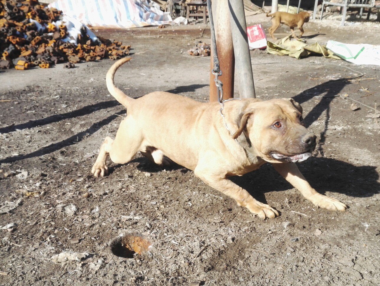 出售几多混珍珠公狗 - 比特犬交易 - 猛犬俱乐部-中国具有影响力的