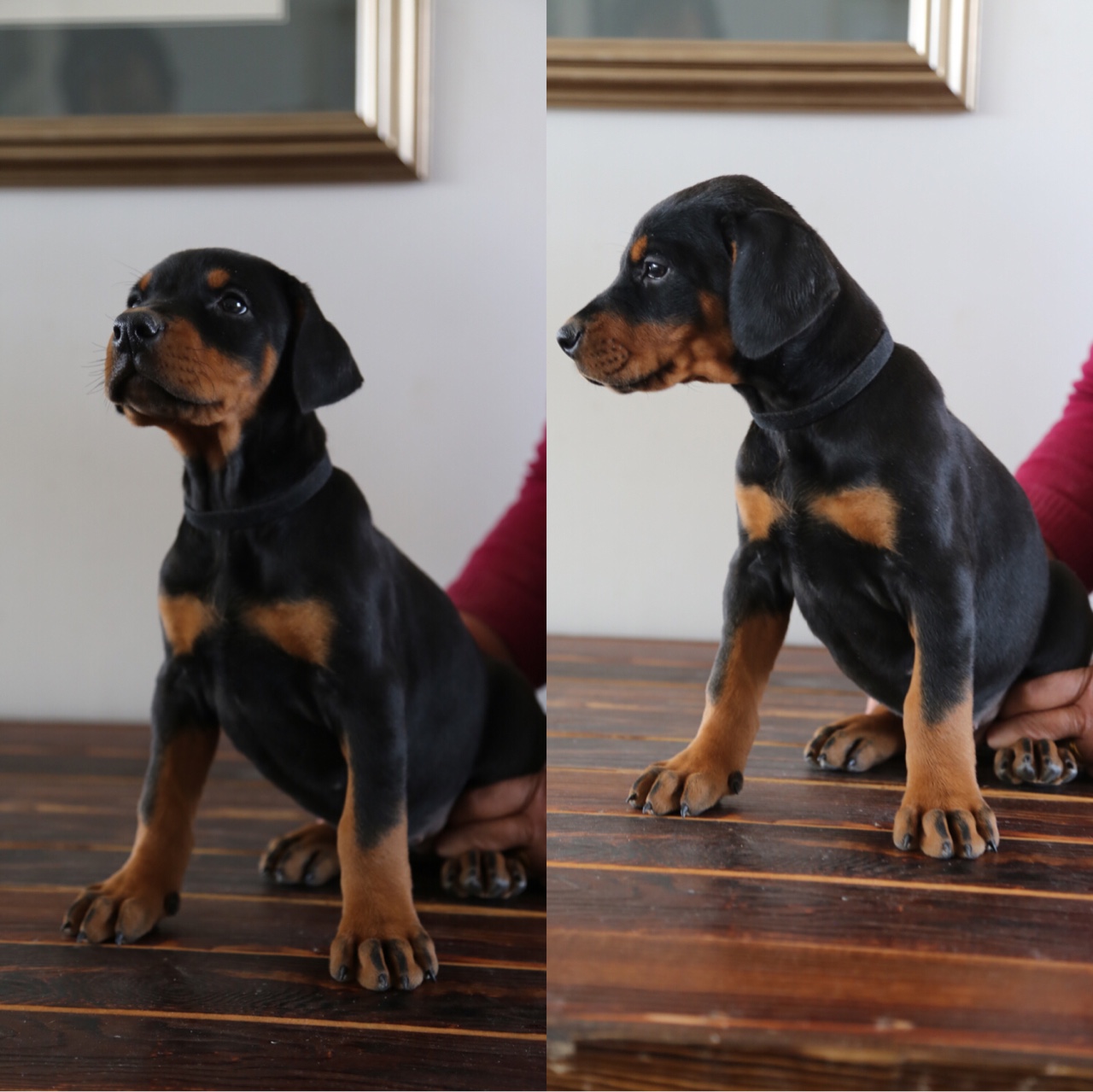 晒一晒40天的小杜宾接受预定