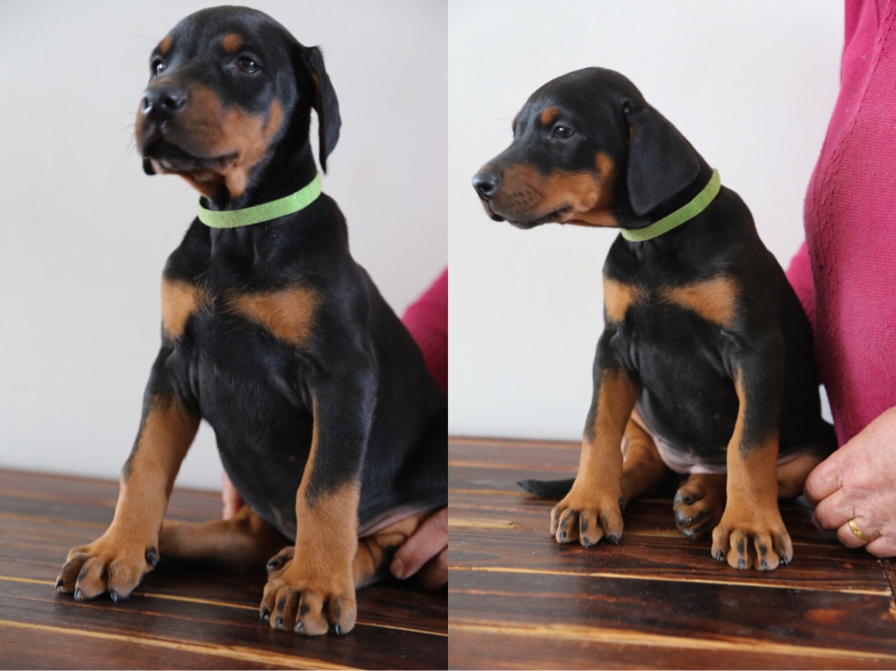 晒一晒40天的小杜宾接受预定