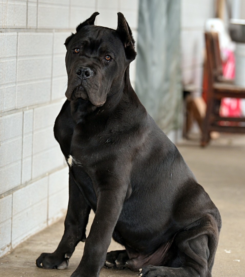 出售五月龄的高品质黑公和灰公 - 卡斯罗交易 - 猛犬俱乐部-中国具有