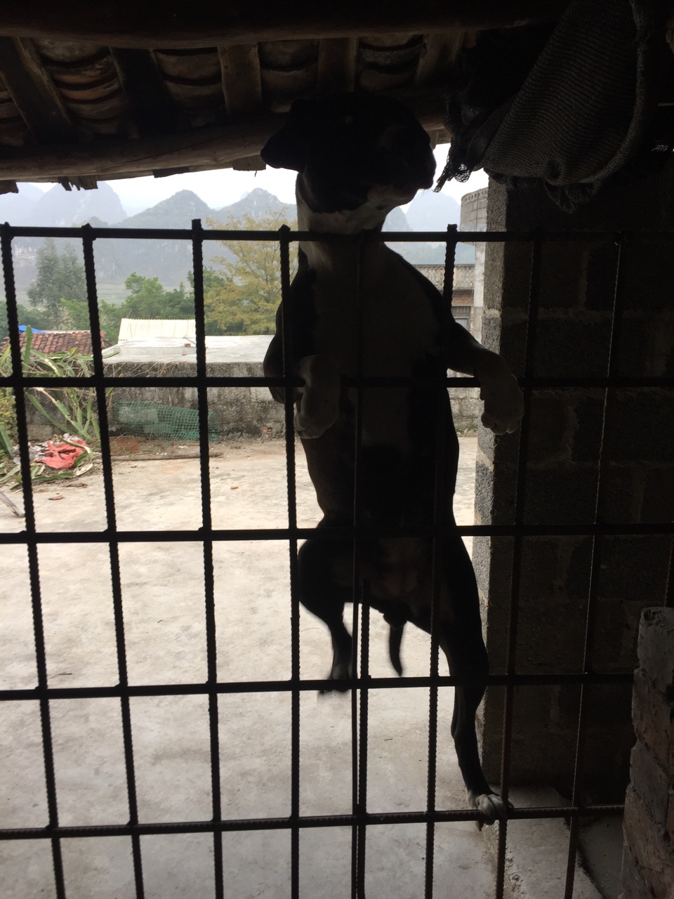 自家散养斯塔福一窝,喜欢的联系,支持全天24小时看狗