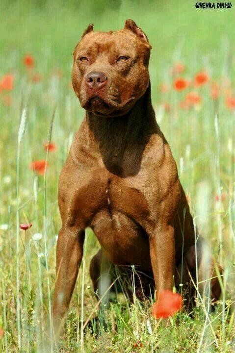 莱州红串比特犬的图图片