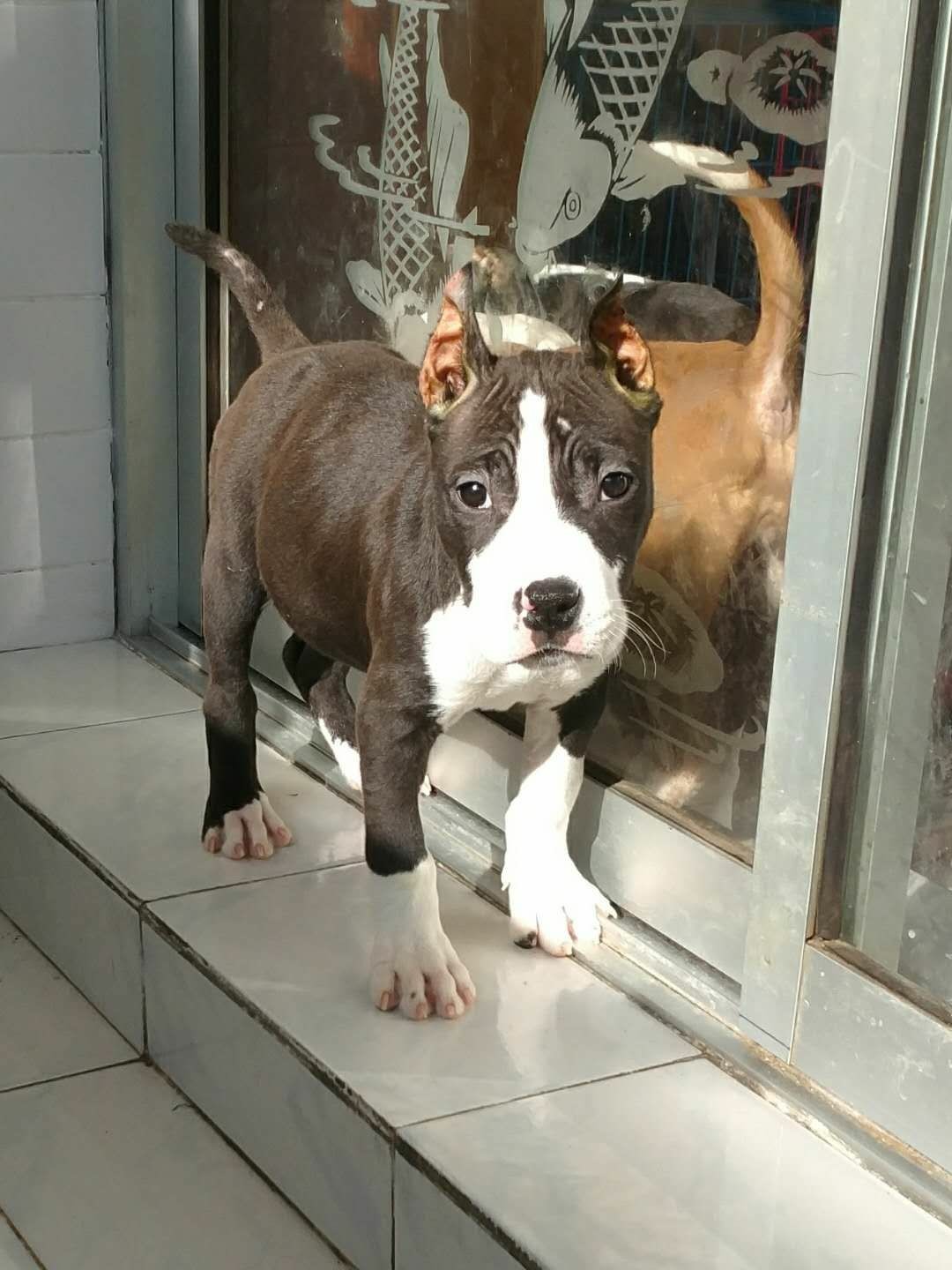 双血统美国斯塔福幼犬