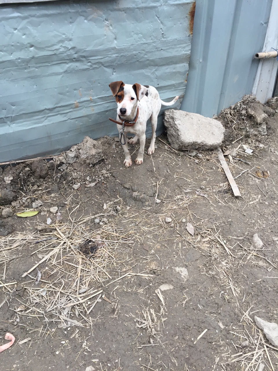 小体太仓12斤左右500