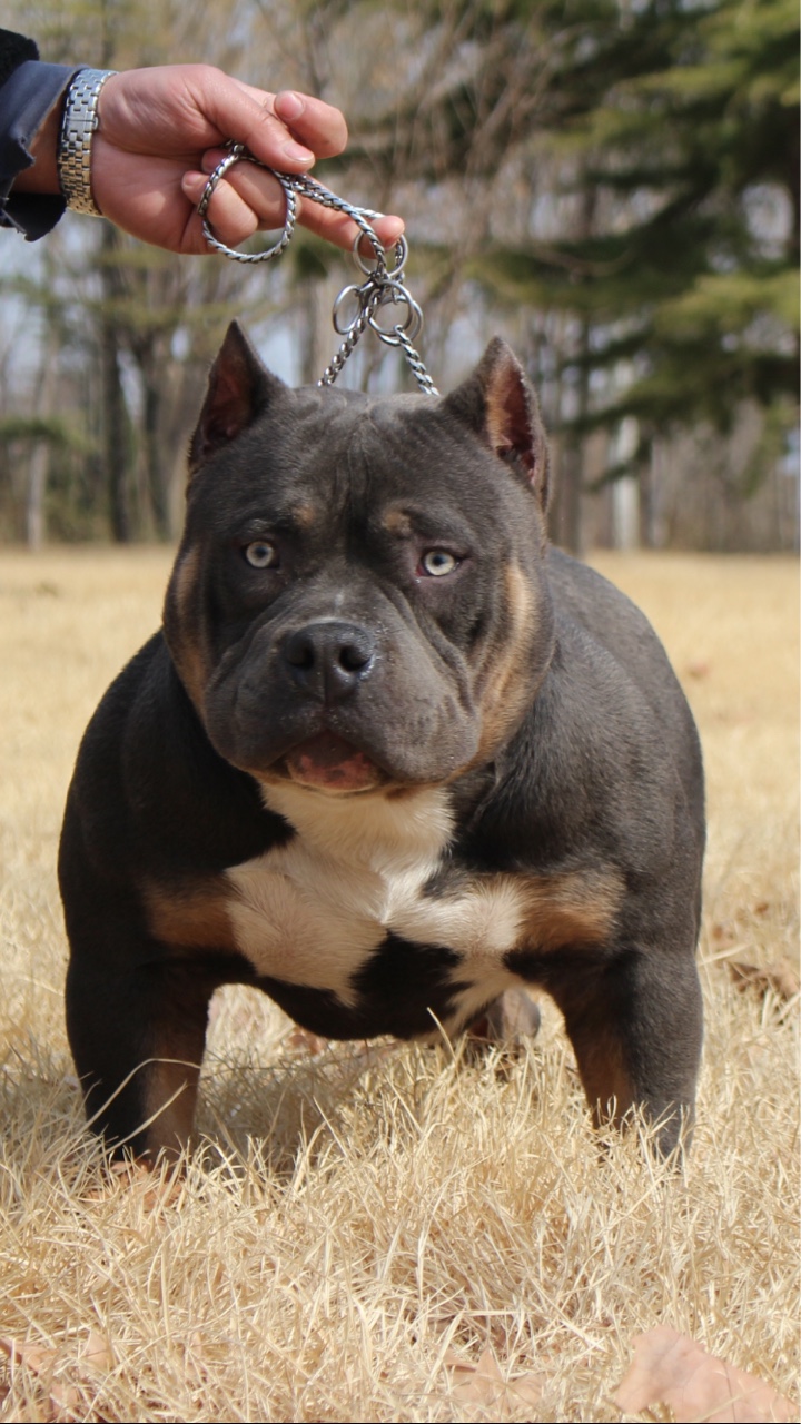 失控对外借配 - 恶霸犬交易 - 猛犬俱乐部-中国具有影响力的猛犬网站