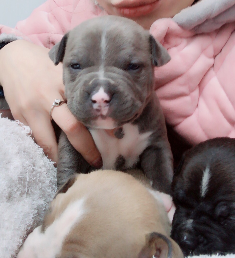 自家繁殖 小恶霸犬