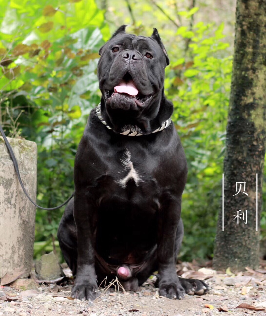 卡斯罗交易 - 猛犬俱乐部-中国具有影响力的猛犬网站 - powered