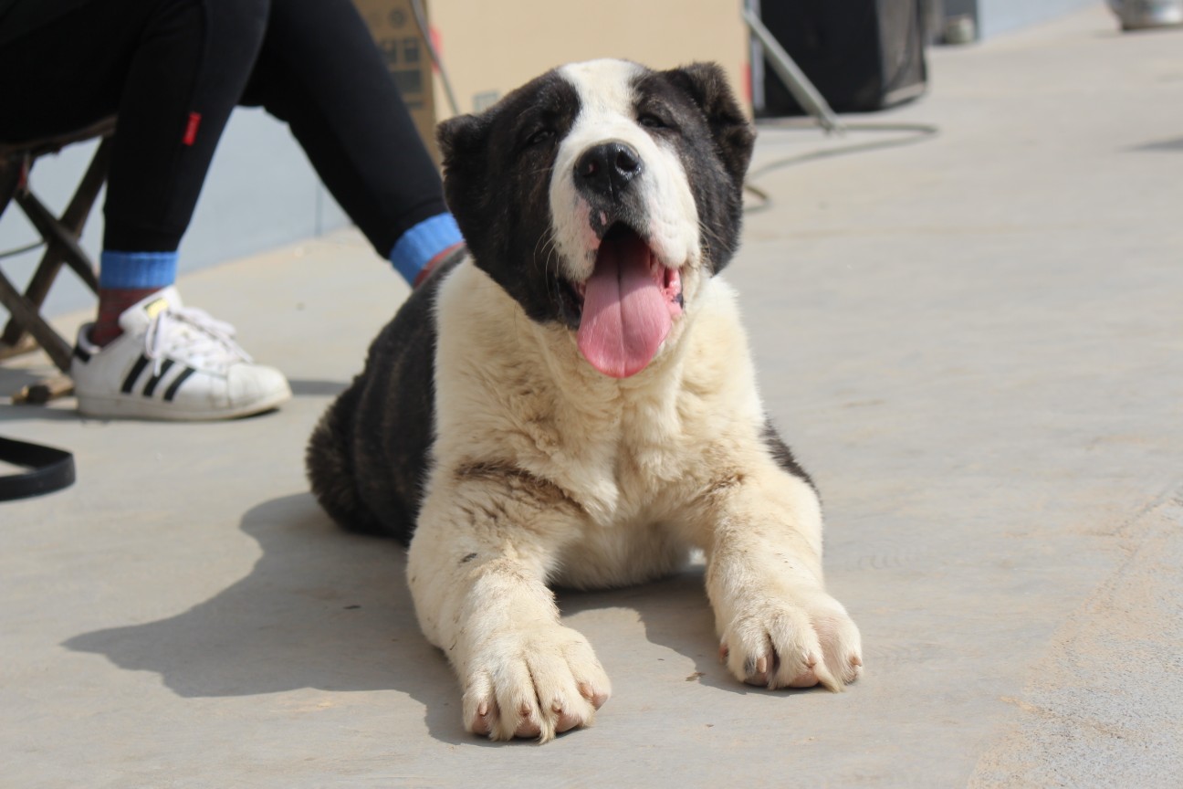 求购中亚公幼犬