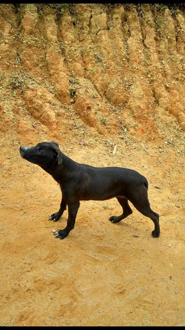 优惠出售两条小母,珍珠啊得慢血系 - 比特犬交易 - 猛犬俱乐部-中国
