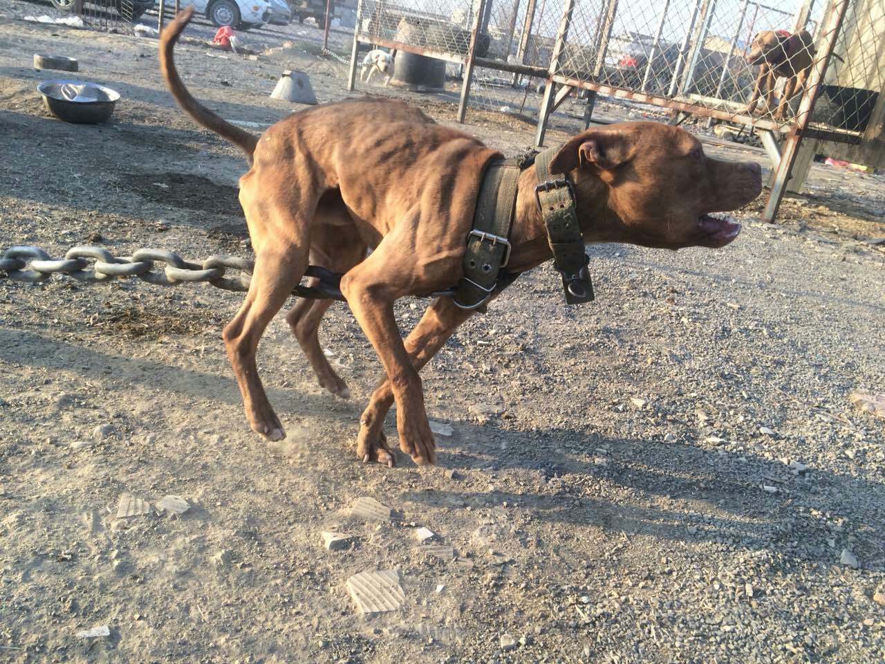 虎皮比特出售 - 比特犬交易 - 猛犬俱乐部-中国具有影响力的猛犬网站