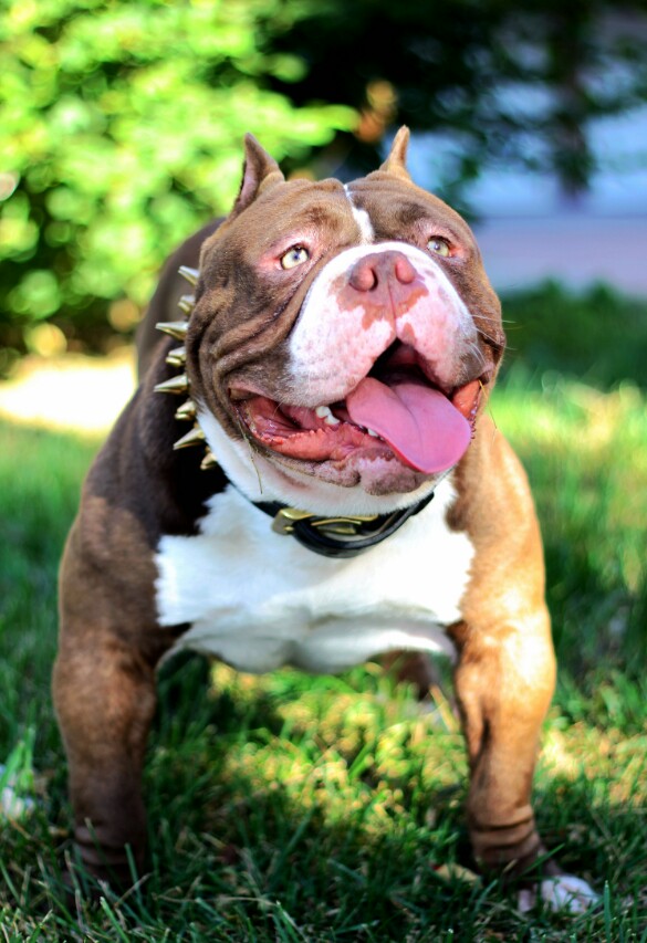 恶霸犬口袋体来一只特价的咖啡色小公