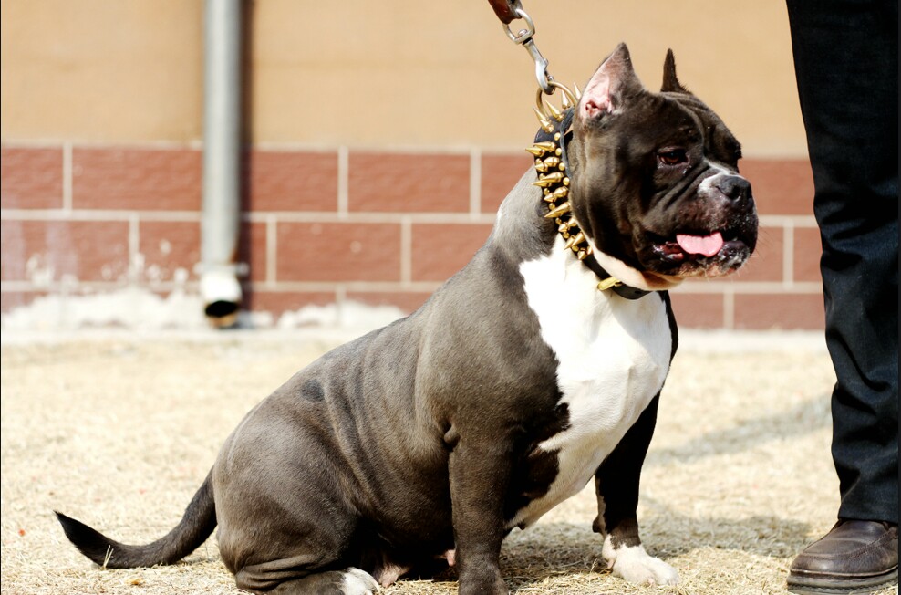 恶霸犬口袋体来一只特价的咖啡色小公