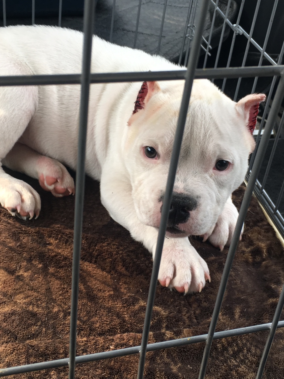 出售憨豆儿子纯白恶霸犬小公 - 恶霸犬交易 - 猛犬