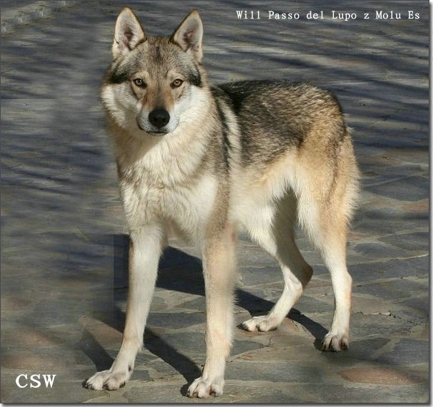 捷克狼犬幼犬出售价格1万元支持dna验血存档证书