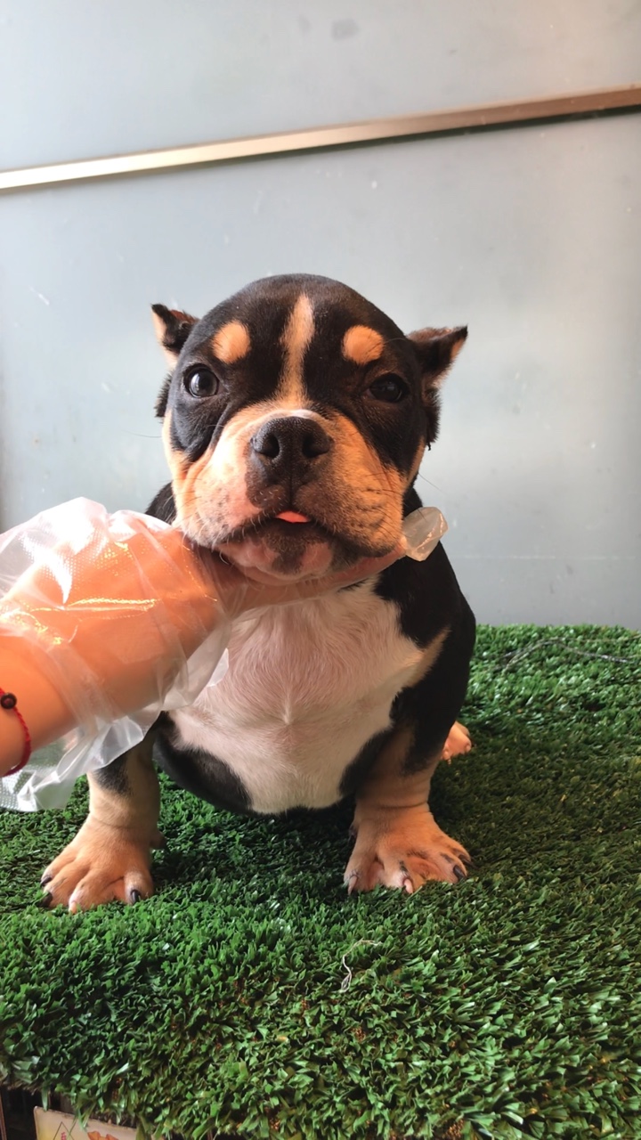 多只异色公母幼犬