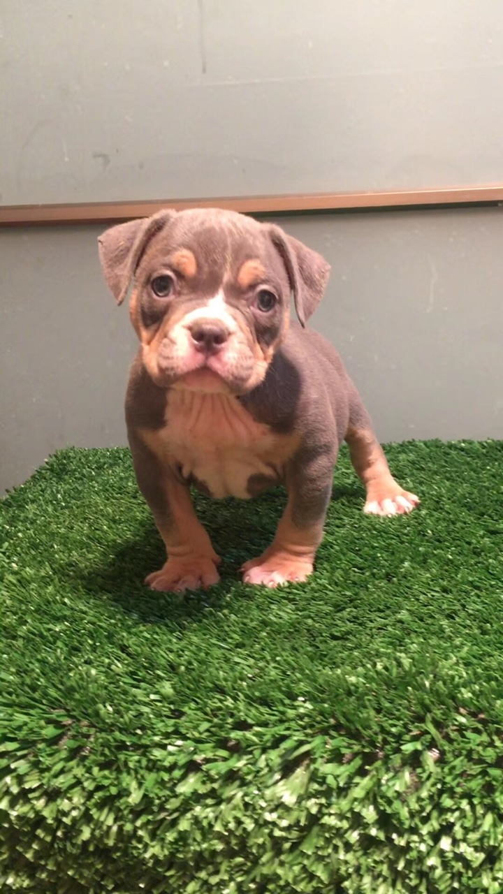 多只异色公母幼犬