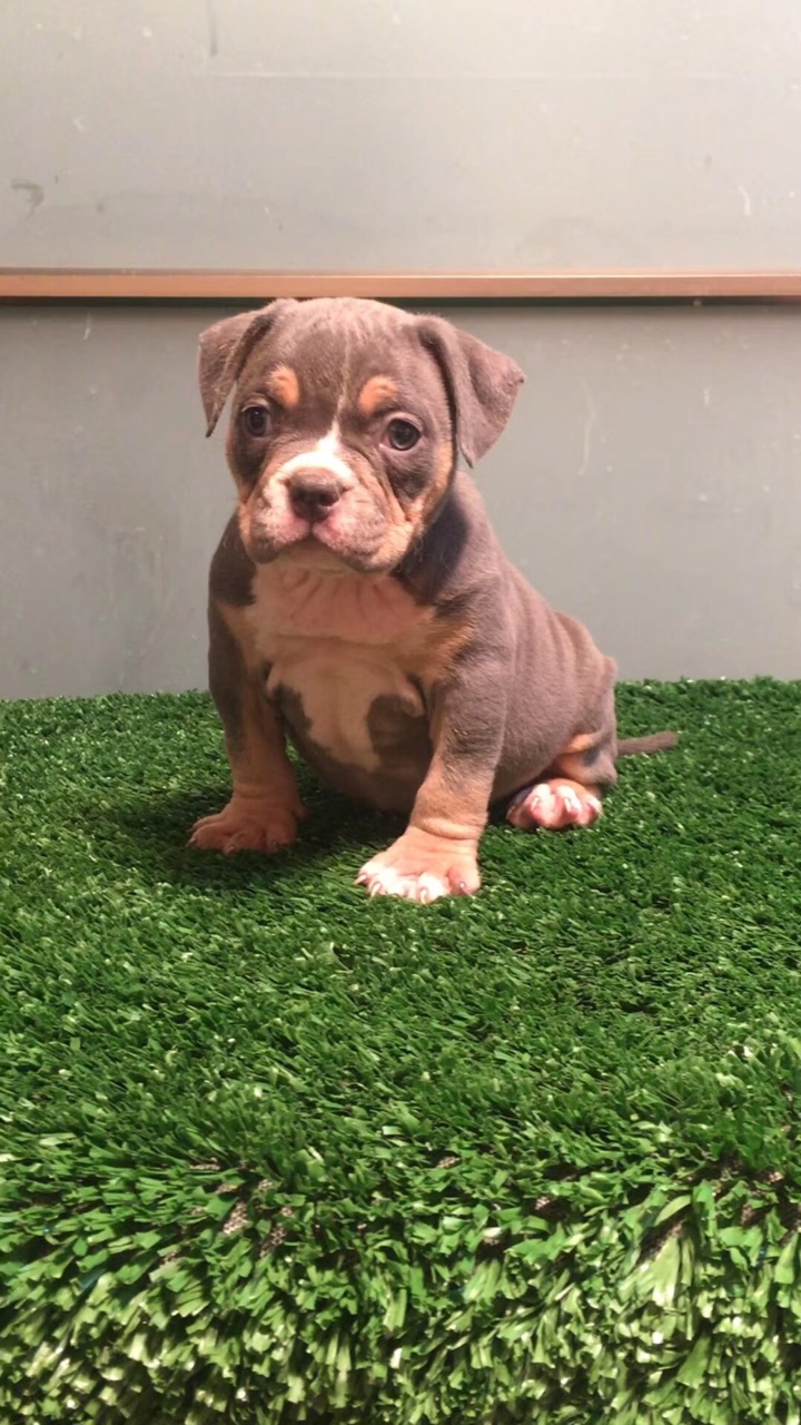 多只异色公母幼犬