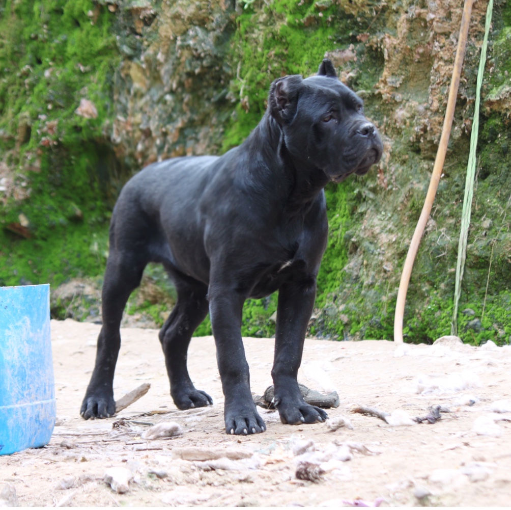 头版与结构并存的无敌黑旋风,血统豪华 价格美丽,五个月小公