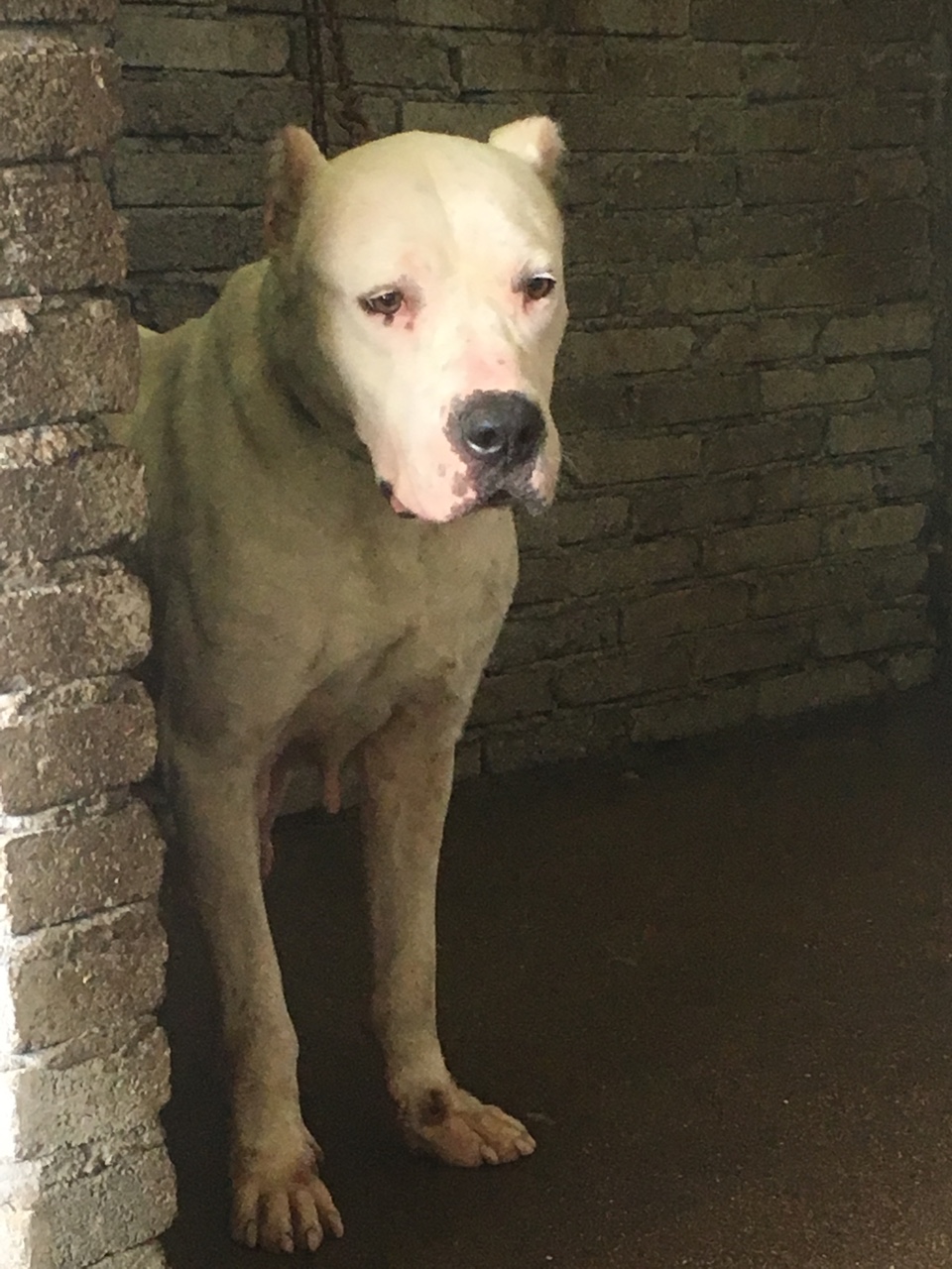 出售2只杜高成母,狗场搬迁,低价处理,打包3000,运费自理