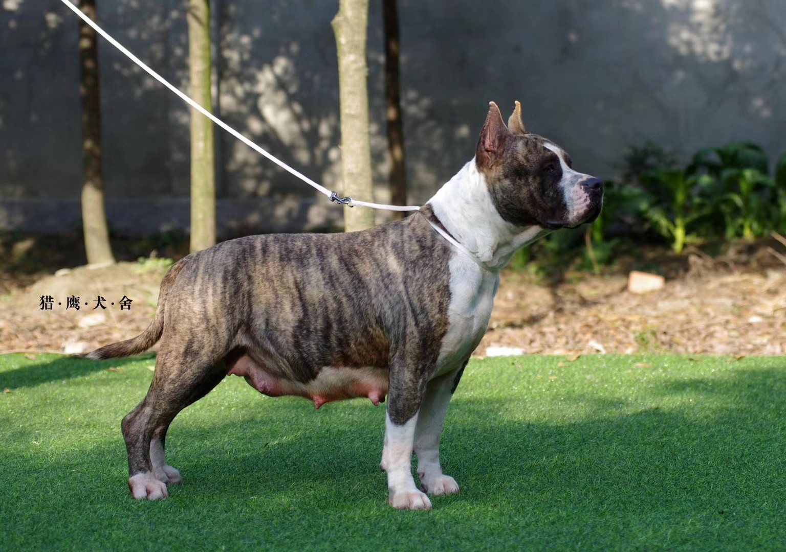 longstep原厂和bigtony血脉碰撞一只高品质小公犬