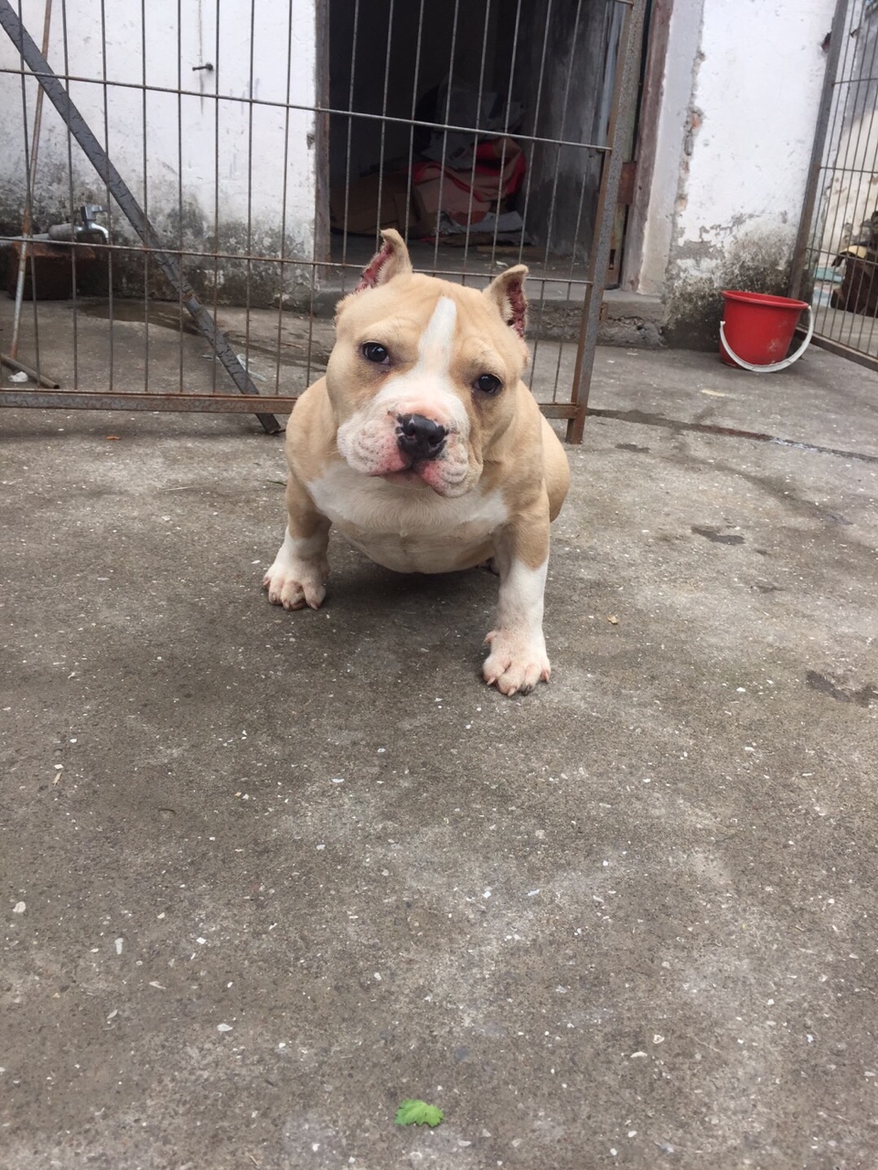 明码4666出售小母恶霸,要的联系