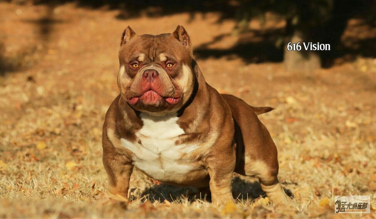 出售自家繁殖美国纯种恶霸犬运动家血系红魔儿子哈里