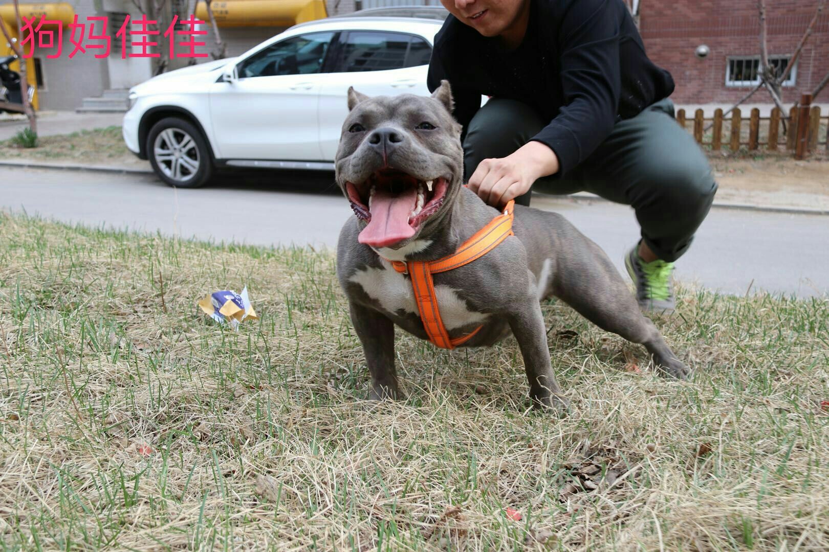出售自家繁殖美国纯种恶霸犬运动家血系红魔儿子哈里