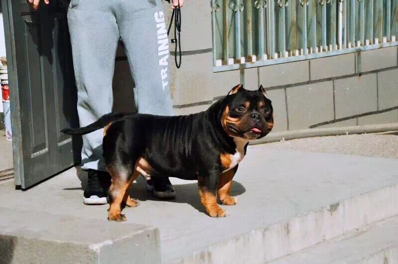 出售铁包金12个月公