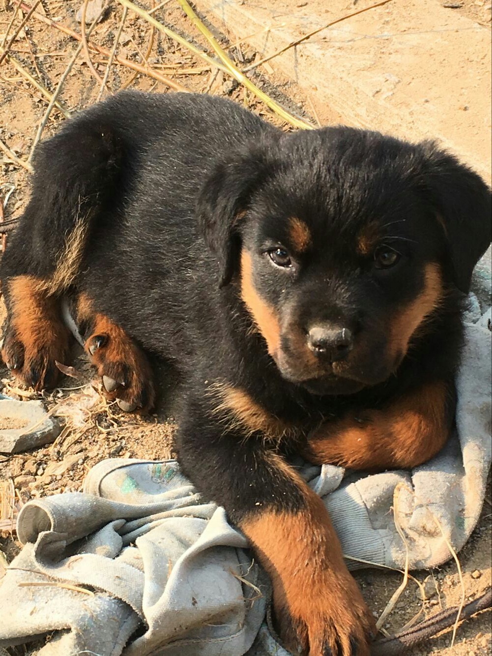 罗威纳小母出售1000