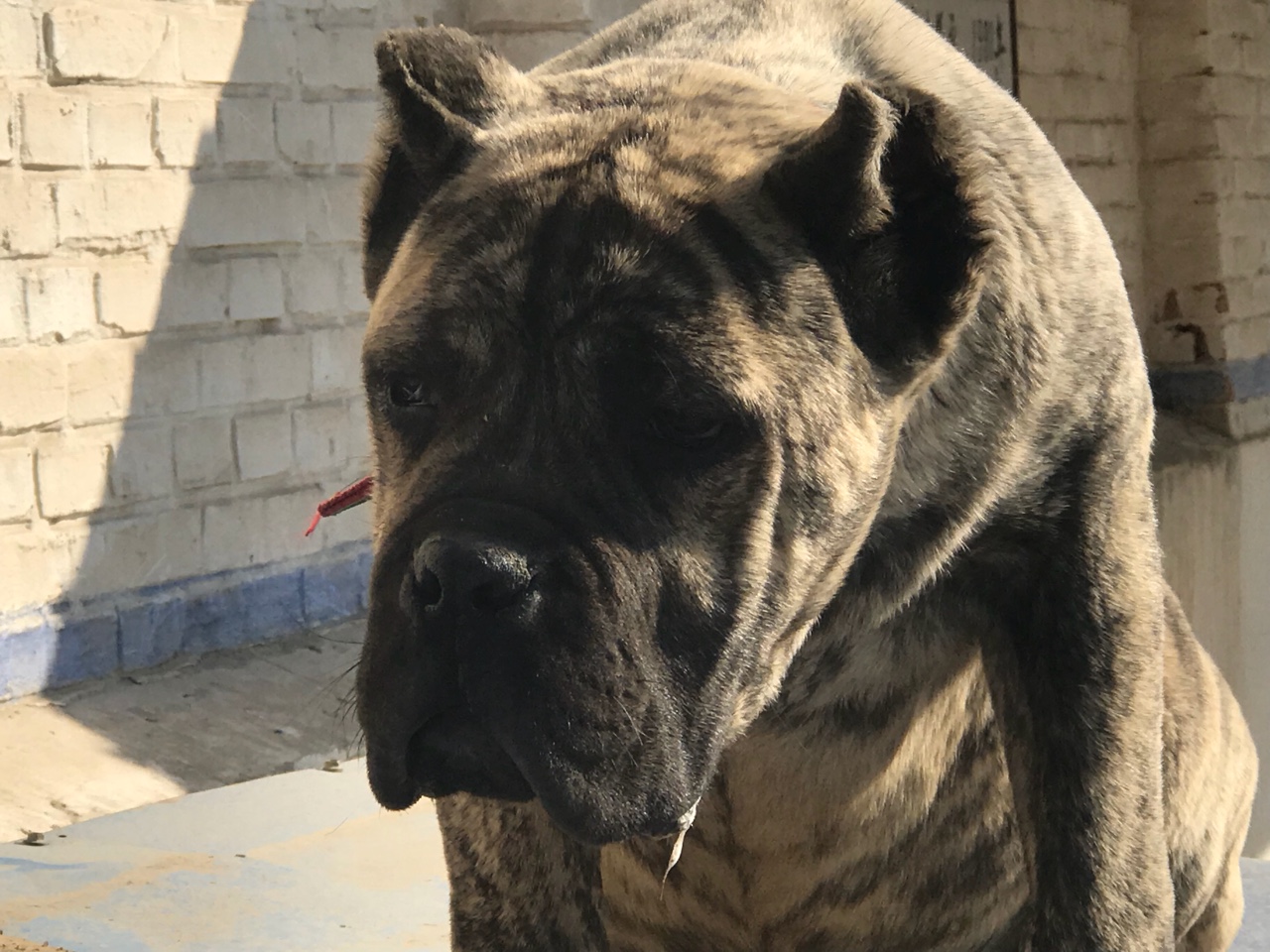 出售虎皮公,求购精品黑色母卡,有的拿来换钱 - 卡斯罗交易 - 猛犬