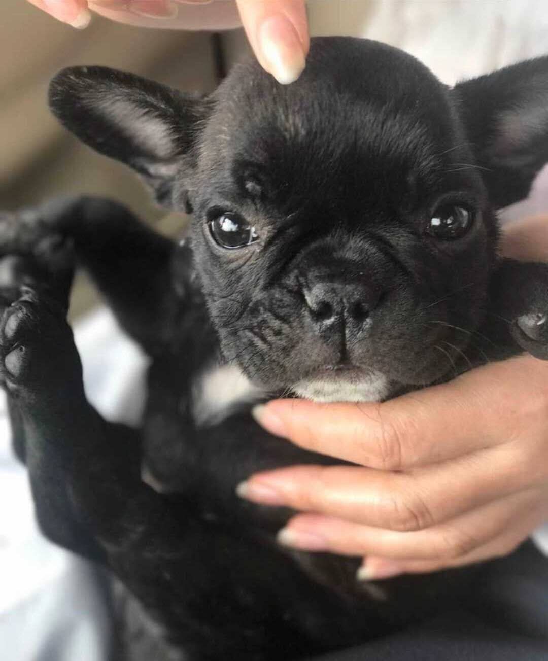 猛犬俱乐部注册x 出售多只短小体纯黑色法国斗牛犬小母.均是自然螺丝