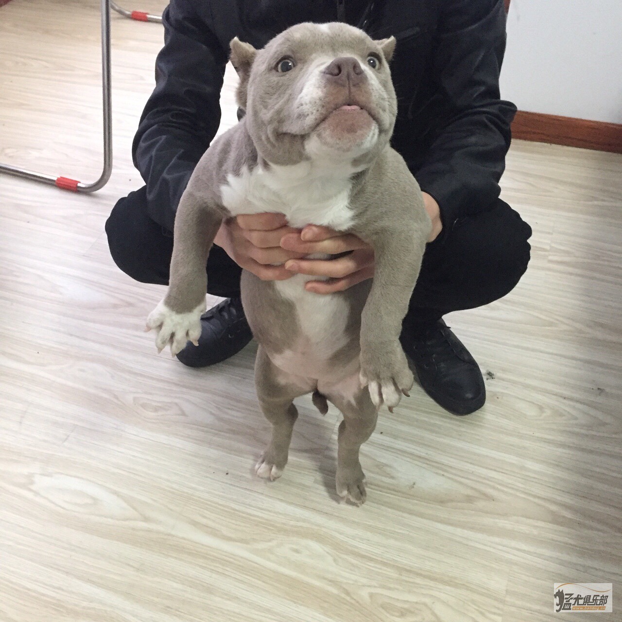 丁香色米亚基恶霸幼犬