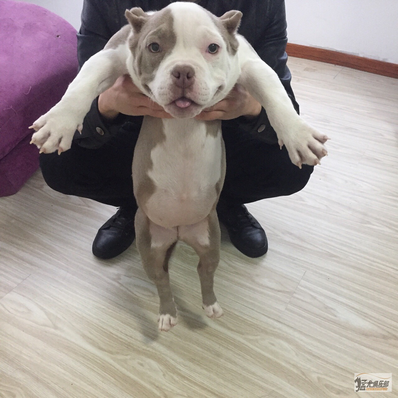 丁香色米亚基恶霸幼犬