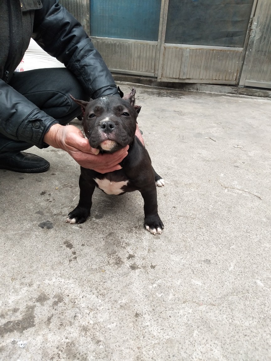 恶霸幼犬米亚基血