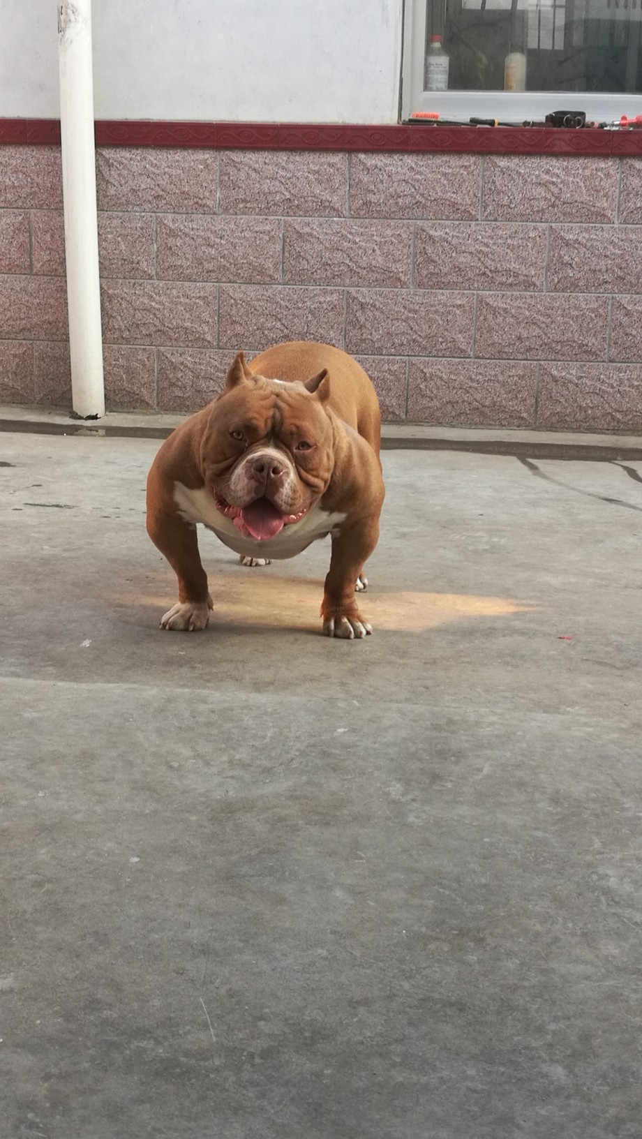 红魔儿子对外优惠配种 - 恶霸犬交易 - 猛犬俱乐部-中国具有影响力的