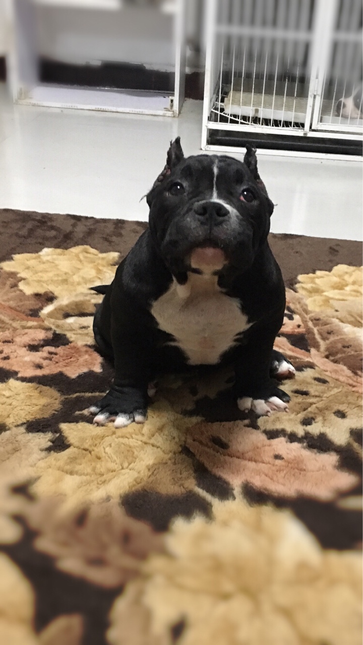 红魔系内繁殖 - 恶霸犬交易 - 猛犬俱乐部-中国具有影响力的猛犬网站