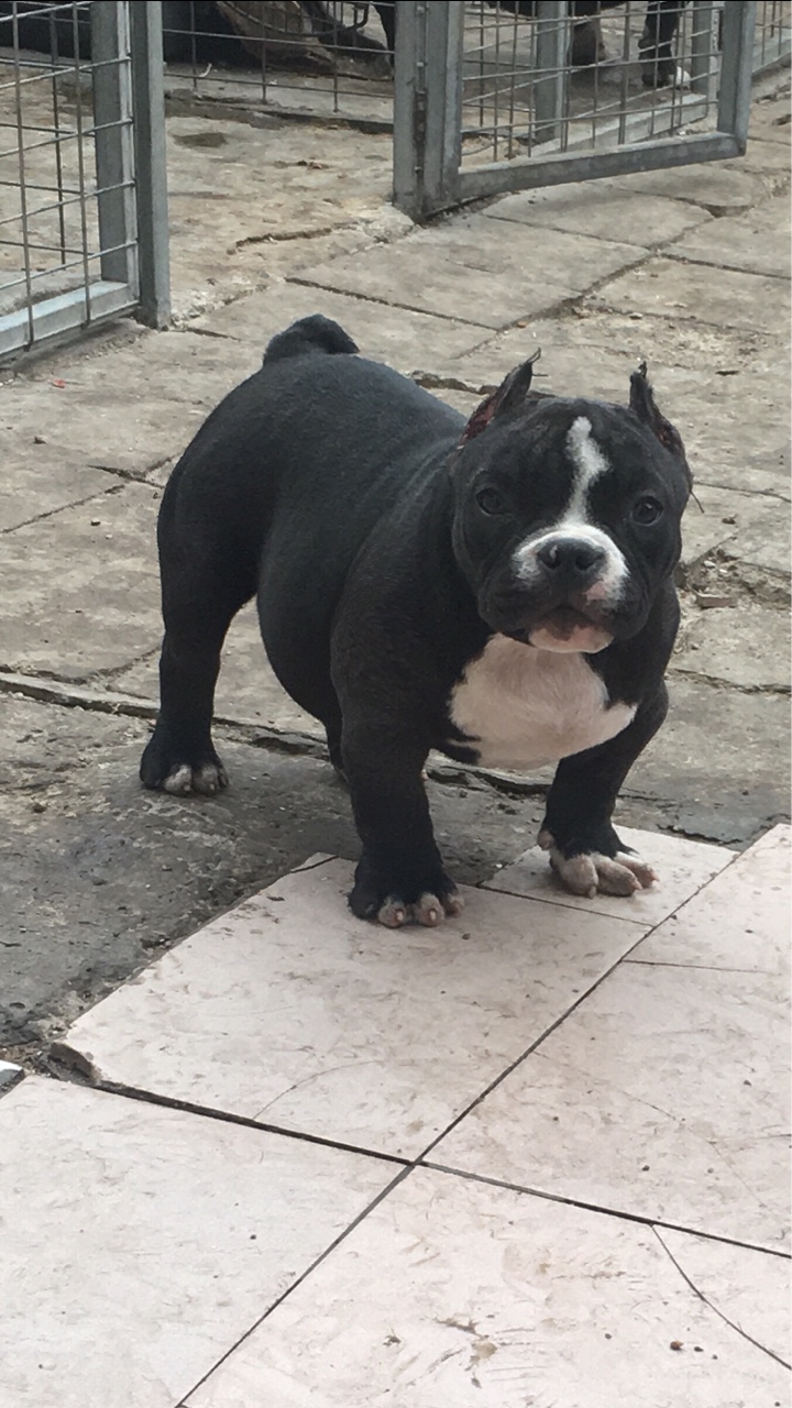 红魔系内繁殖 - 恶霸犬交易 - 猛犬俱乐部-中国具有影响力的猛犬网站