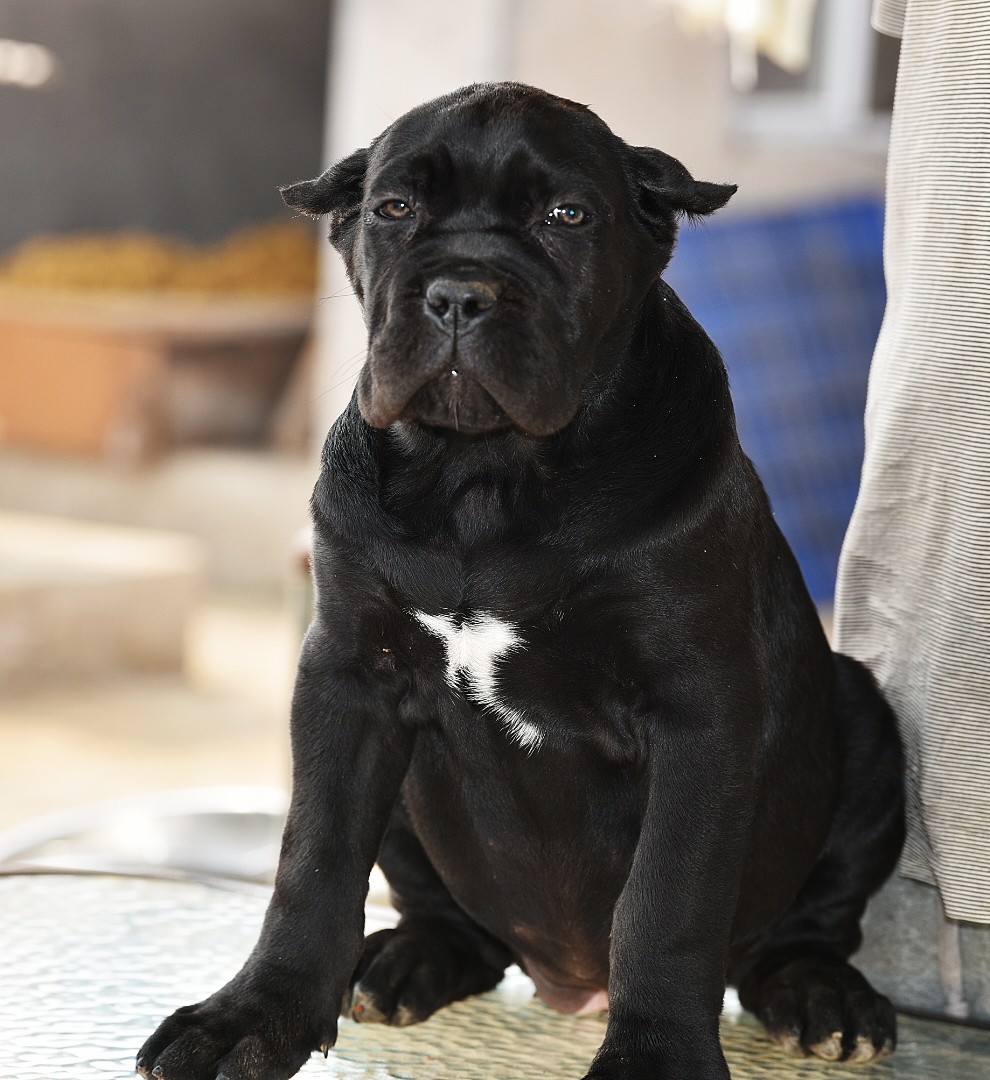 出售一只三月龄的黑母