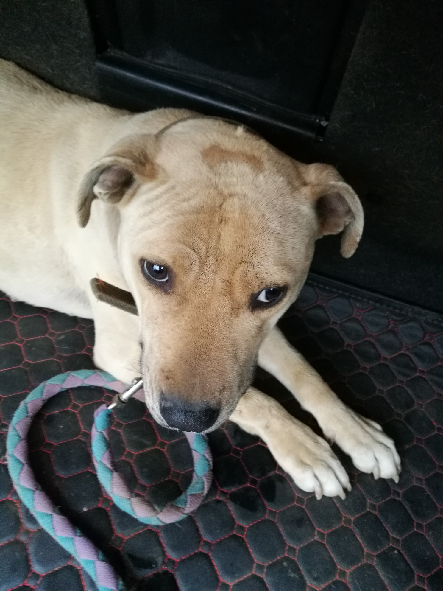 可恶的焦虫病,哪位前辈知道这是什么情况 - 比特犬 - 猛犬俱乐部-中国